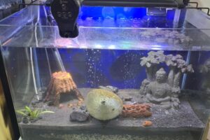 “Home Electronics for Sale – TV, Sound System, Kitchen Appliances & More – Great Condition”