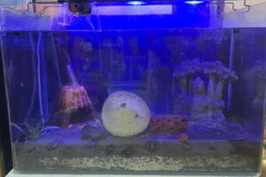 “Home Electronics for Sale – TV, Sound System, Kitchen Appliances & More – Great Condition”